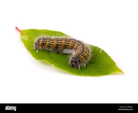 Fuzzy Yellow Caterpillar Cut Out Stock Images And Pictures Alamy