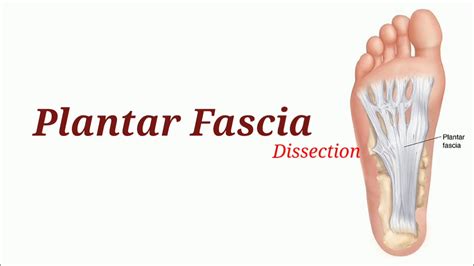 Plantar Fascia Diagram