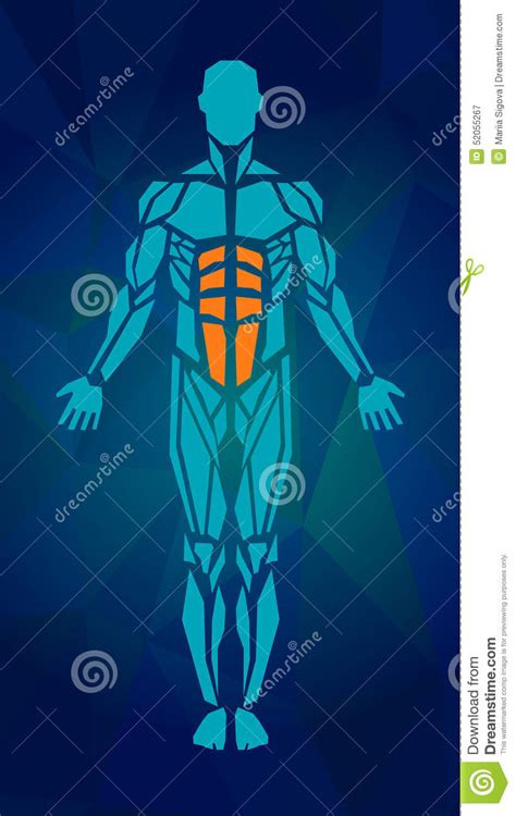 Interactive human muscles of the upper body with clickable muscles including biceps brachii, deltoid, trapezius, pectoralis, etc. Polygonal Anatomy Of Male Muscular System Stock Vector - Illustration of science, anatomy: 52055267