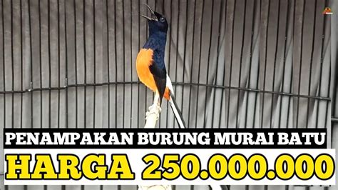 Ternyata Seperti Ini Wujud Murai Batu Se Harga Jt Youtube