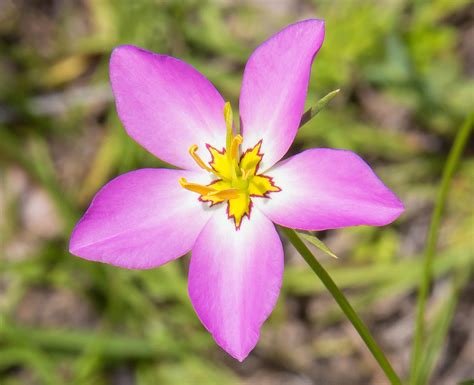 25 Of The Most Beautiful Wildflowers In Georgia By R Philip Bouchard