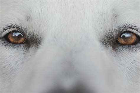 Dark Spot On Dogs Eye 4 Reasons Why And What To Do