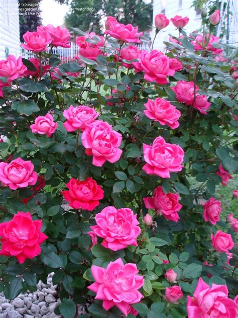 Double Pink Knockout Rose The Tree Center™