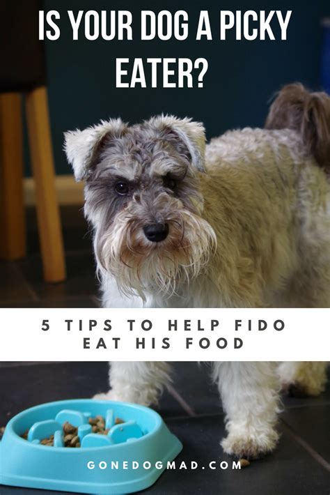 Your dog might have been eating a lot of human food because he begs every time you are having your own meal and you cave in towards his demands. My dog won't eat! 5 top tips for picky eating dogs | My ...