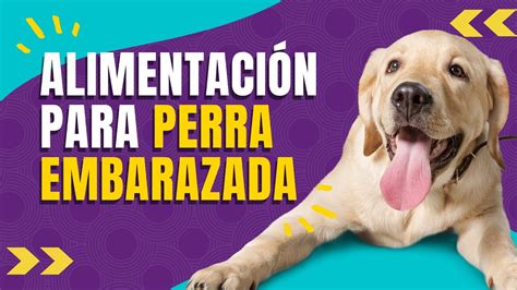 🐾🐶alimentación Ideal Para Perra Embarazada Youtube