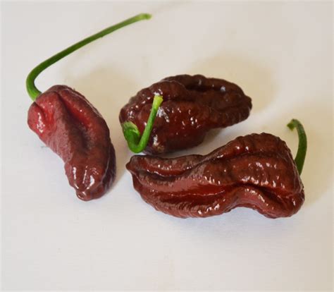Aji Amarillo Chili Seeds
