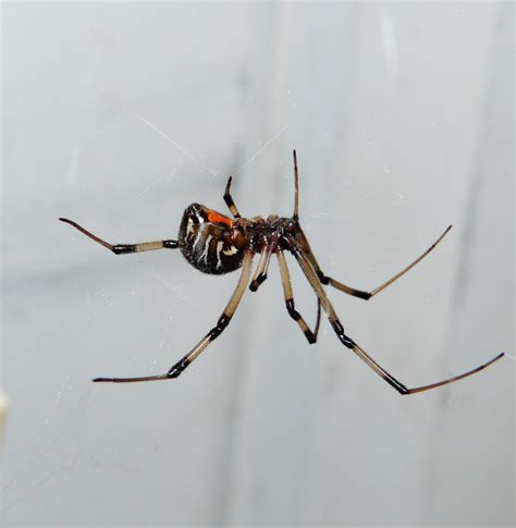 Brown Widow Spider Dawn Rose Photograpy