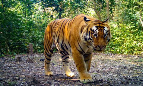 Camera Traps Capture Wildlife In The Khata Corridor Stories WWF