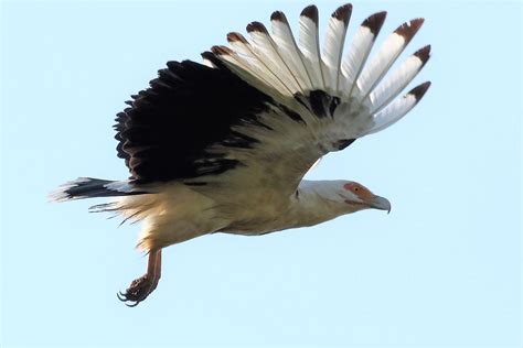 palmnut-vulture-2j5a1446-4 - BirdLife eThekwini KZN