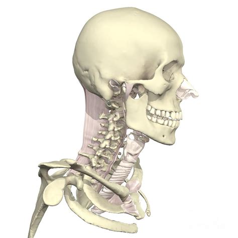Bones And Ligaments Of Head And Neck Photograph By Medical Images