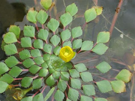Ludwigia Sedoides Mosaic Plant World Of Flowering Plants