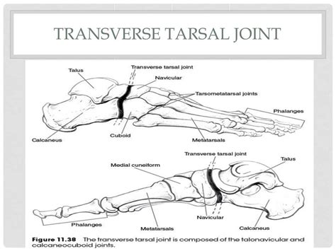 Transverse Tarsal Joint