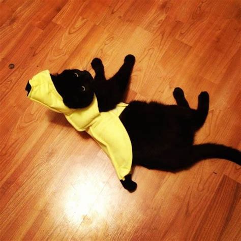 22 Cats That Absolutely Hate Their Halloween Costumes