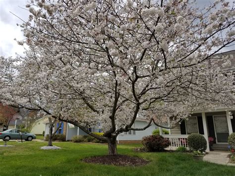Yup, spring is in the air but wait more. TreesCharlotte | Tree Canopy Conservation | Charlotte NC ...