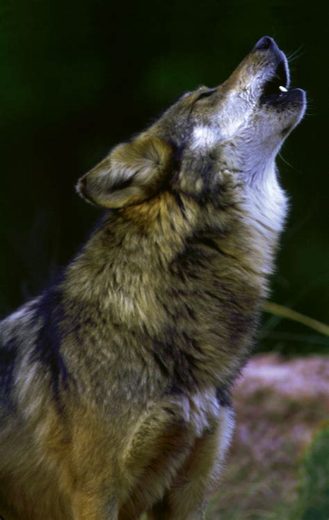 Save my name, email, and website in this browser for the next time i comment. Gray wolf - Conservation status | Britannica