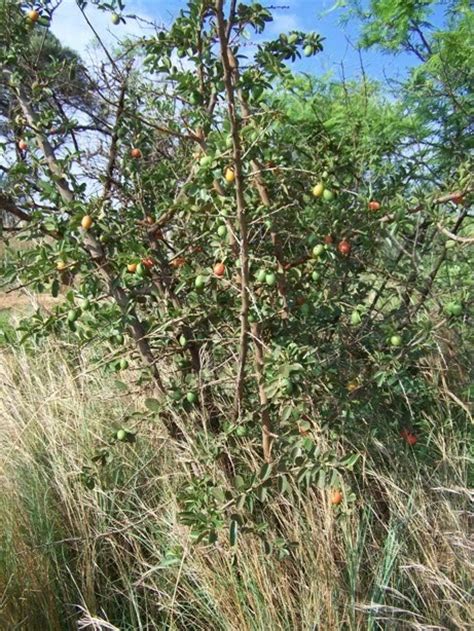 South African Photographs Large Sour Plum