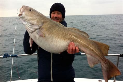 Big Cod Fish