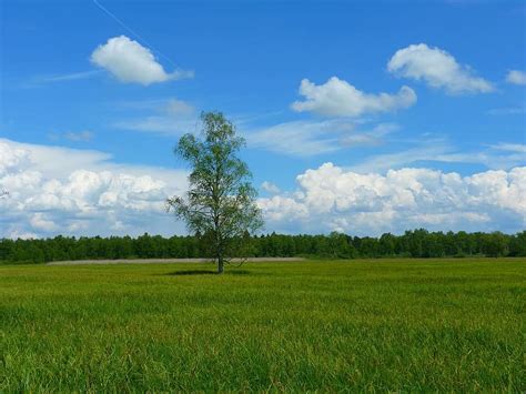 Tree Landscape Meadow Sky Clouds Idyll Rest Pikist