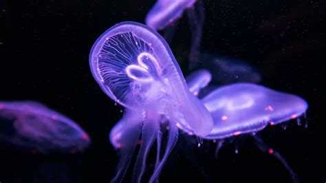 Purple Jellyfish Underwater 4k Wallpapers Hd Wallpapers Id 29621