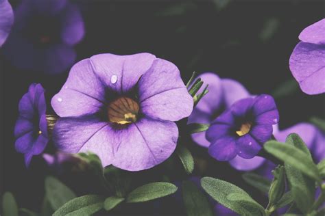 Macro Photography Of Purple Petaled Flower Photo Free Flower Image On