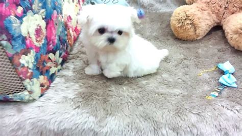 Total girly babydoll faced girly girls. Micro teacup Maltese puppies for sale - YouTube