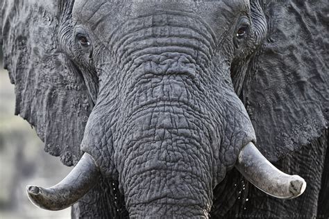 Afrikanischer Elefant Foto And Bild Tiere Wildlife Säugetiere