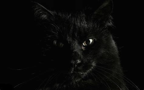 Animals Black Cats Cat Wallpaper Coolwallpapersme