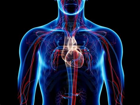 Запознайте се с 12 те анатомични части на човешкото тяло и техните функции