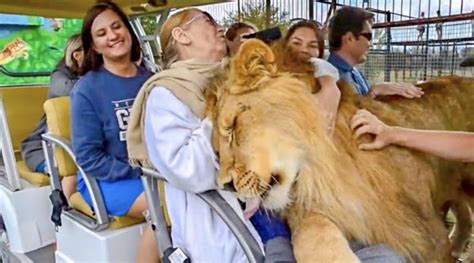 Massive Lion Climbs Into Safari Car To Give Tourists Warmest Welcome