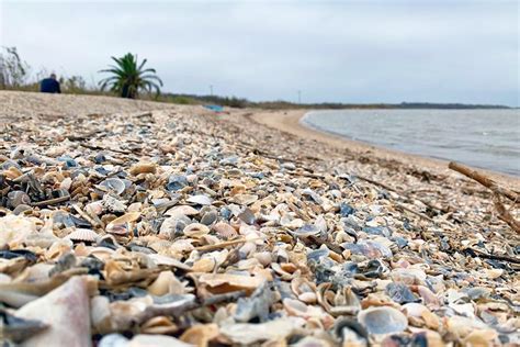 17 Best Beaches In Galveston Tx Planetware