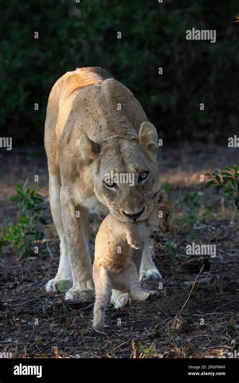 LE PARC NATIONAL DU GRAND KRUGER AFRIQUE DU SUD DES IMAGES ADORABLES