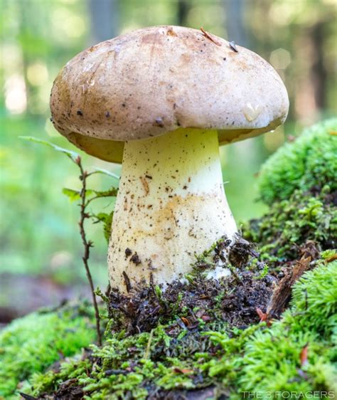 Boletus Huronensis False King Bolete The Bolete Filter