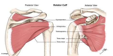 Rotator Cuff Injury Orthopedics Medbullets Step