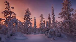 Forest, Snow, Covered, Spruce, Trees, During, Sunset, Hd, Winter