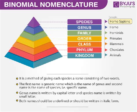 What Is The Binomial Nomenclature Of A Flower Quora
