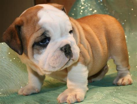 English bulldog photos, english bulldog puppies pictures, french bulldog pictures, bulldog images. Miniature English Bulldog Puppies For Sale | Boise, ID #71181