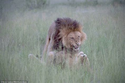 Nicole Cambré Photographs Two Male Lions Mating In Botswana Safari Park