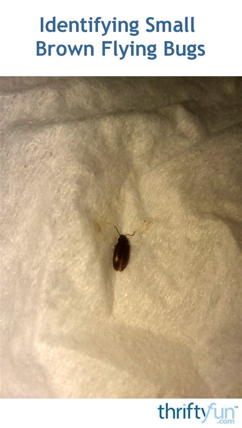 Identifying Small Brown Flying Bugs Thriftyfun
