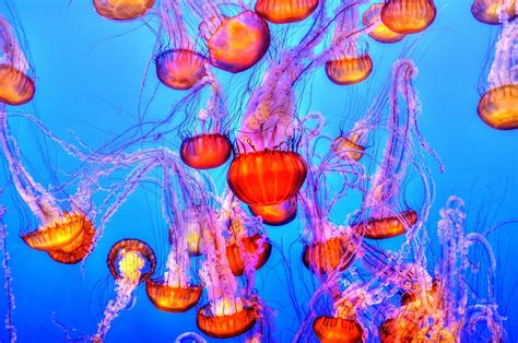 วอลเปเปอร์ ใต้น้ำ ปะการัง แมงกระพรุน ว่ายน้ำ ดอกไม้ ศิลปะเศษส่วน