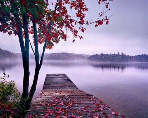 Beautiful Scenery Tree Nature Dock Lake Hd Wallpaper Peakpx