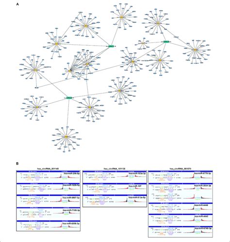 Representative Circrna Mirna Mrna Network And Sequence Pairing