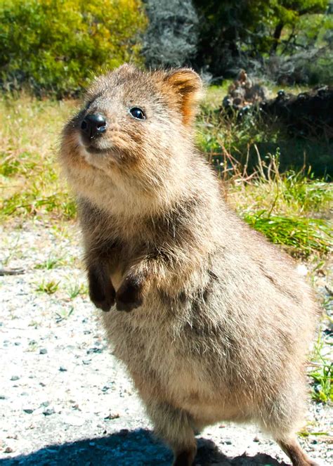 Quokka Smiling Quokkas Are The Happiest Animals In The World Bored