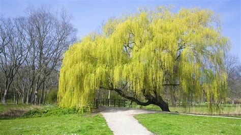 Apple tree pictures, palm tree pictures, weeping willow trees, best tree photos of eucalyptus tree & cedar trees. Weeping Willow Tree Guide | The Tree Center™
