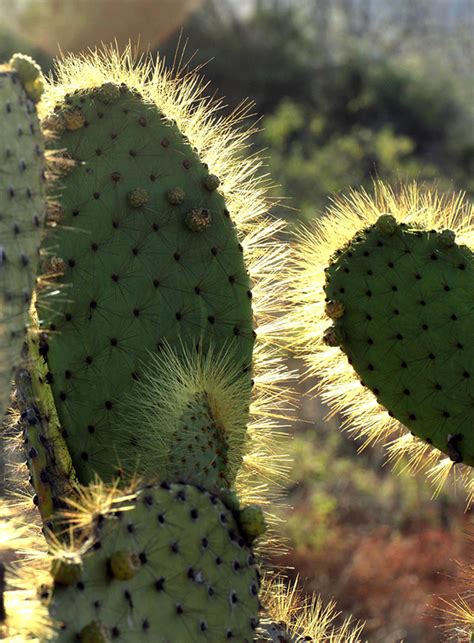 As unripe prickly pears tend to be less sweet, people who prefer a sweeter taste should look for red and nopal cactus and prickly pears are not widely available in my local area. Scouting Skies & Combing Beaches in the Galapagos Islands