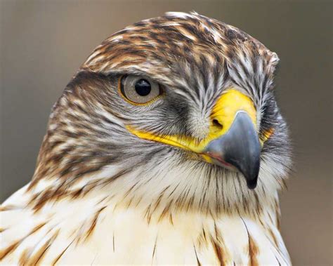 Hawks are widely distributed and vary greatly in size. Ferruginous Hawk | Audubon Field Guide