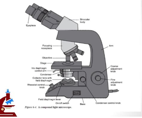 Compound Microscope Parts Functions Diagram Quizlet