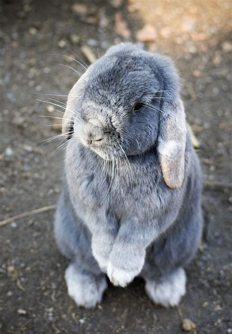 Bunny Rabbit Animal · Free Photo On Pixabay