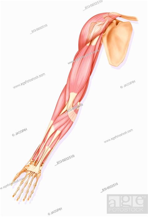 The Muscles Of The Right Upper Limb Anterior View Stock Photo