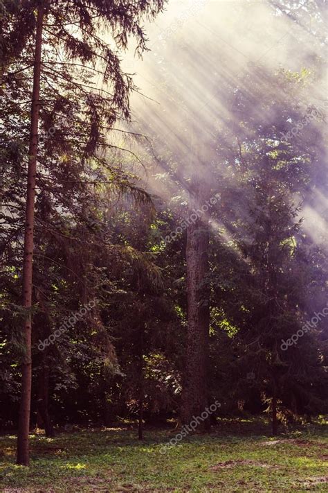 Morning Sunbeam In Forest With Smoke — Stock Photo © Torriphoto 63931193