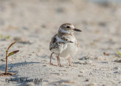 Help Protect Beach Nesting Birds Over Memorial Day Weekend Audubon
